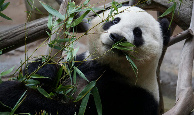 Panda wielka na drzewie