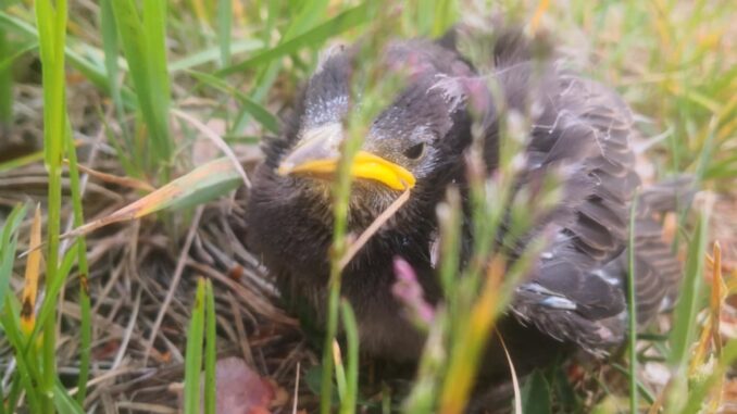 Jeśli pisklę leży zdezorientowane, najprawdopodobniej wypadło z gniazda - na przykład podczas silnego wiatru.