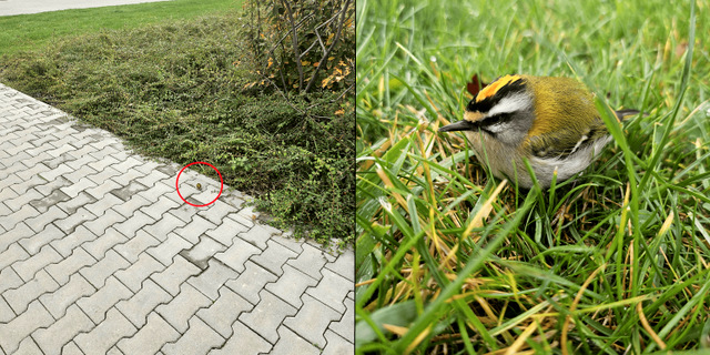 Dowiedziałam się, że ptak ten to zniczek zwyczajny - rzadki gatunek występujący w Polsce. głównie w górach i na Pomorzu.
