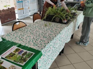 Stoisko z roślinami doniczkowymi na Wydziale Nauk Geograficznych i Geologicznych, gdzie studenci mogą zabrać sadzonki do domu.