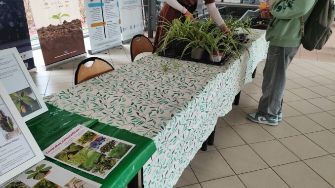 Stoisko z roślinami doniczkowymi na Wydziale Nauk Geograficznych i Geologicznych, gdzie studenci mogą zabrać sadzonki do domu.