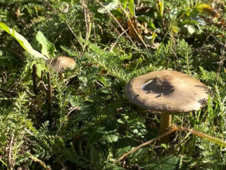 Czernidłak kołpakowaty, mimo swej bogato brzmiącej nazwy, to ten z tych gatunków, które lepiej jest podziwiać, zwłaszcza w późniejszym stadium.