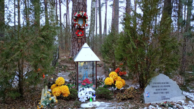Każdy bieg zaczyna się w tym samym miejscu: przy kapliczce Matki Boskiej znajdującej się na starej sośnie przy drodze leśnej z Kowali Księżych do Turkowic.